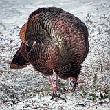 Wild Turkey_24321